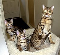 SierraGold Bengals, Gwenivere, Merlin and Lancelot<br>